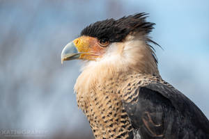 Crested Caracara