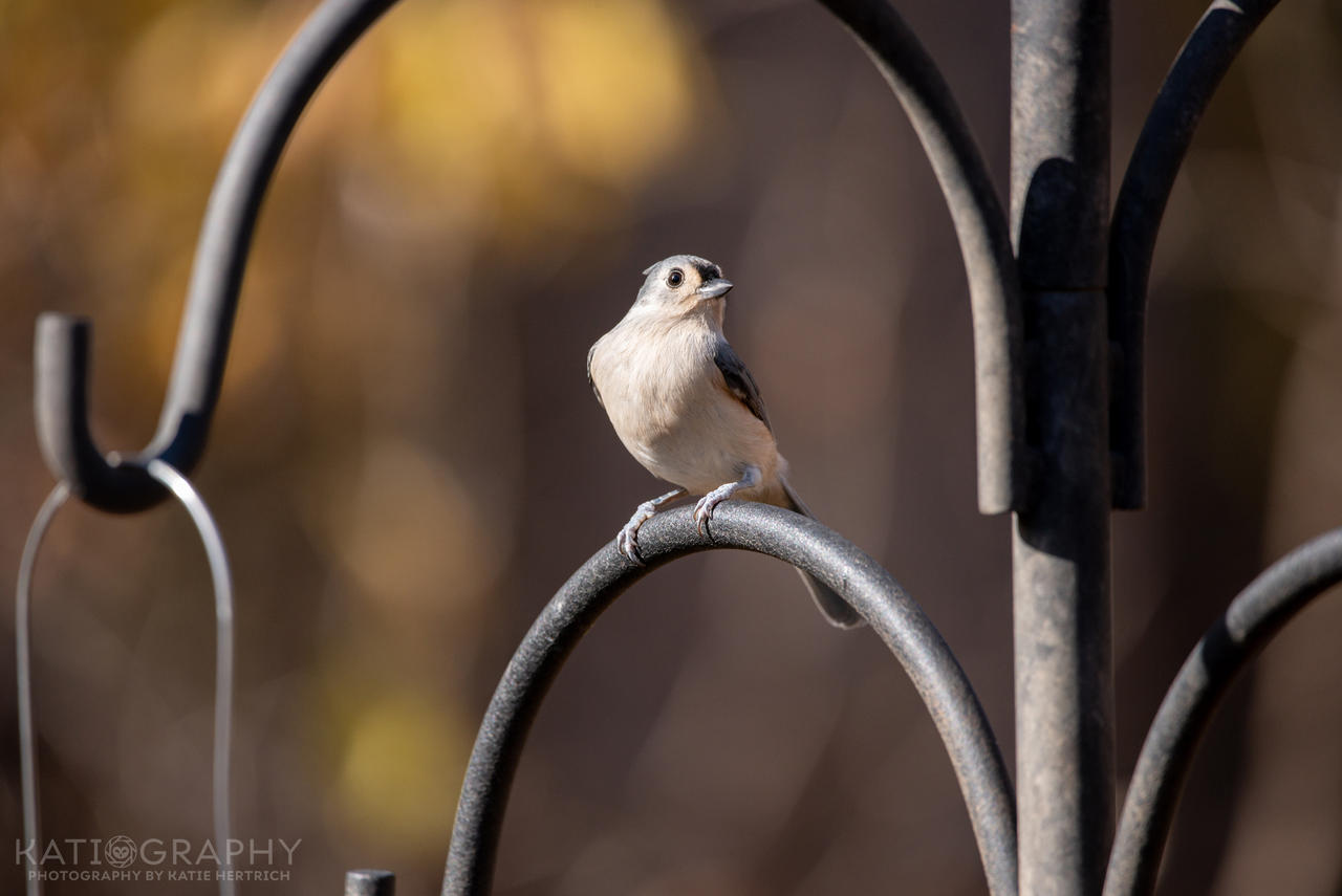 Backyard Birds: Tufted Titmouse by Nushaa on DeviantArt