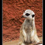 Meerkat on guard