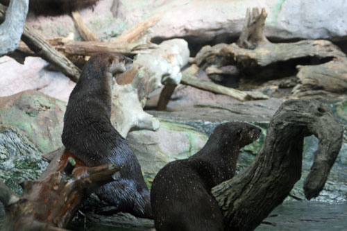 Otters-nc-aqu