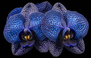 Vibrant Orchids