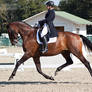 National Dressage and Jumping_127