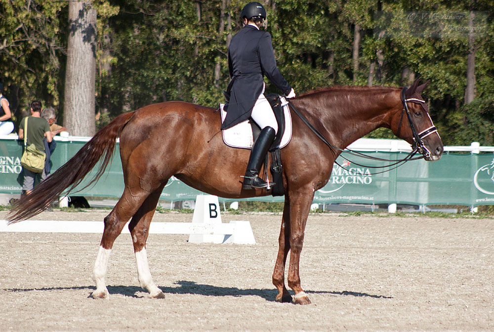 National Dressage and Jumping_176