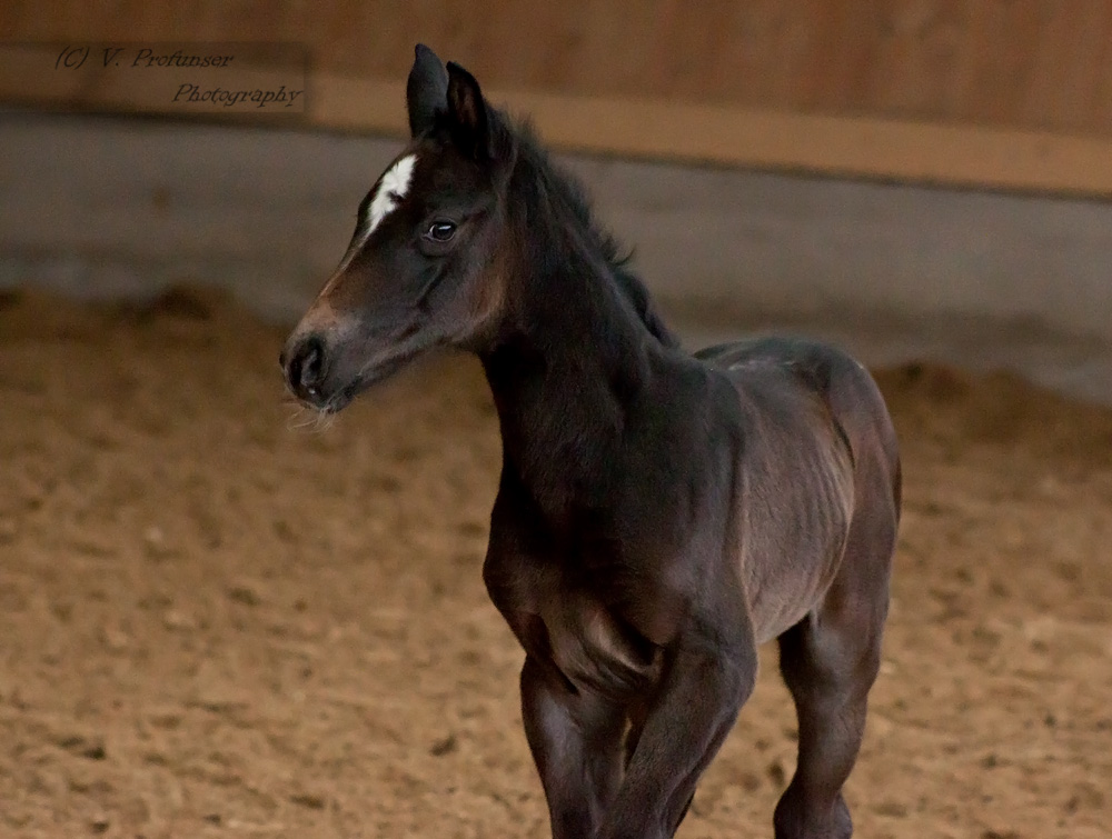 Stallion Presenation_36