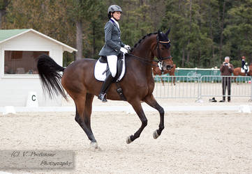 Dressage Cup_2