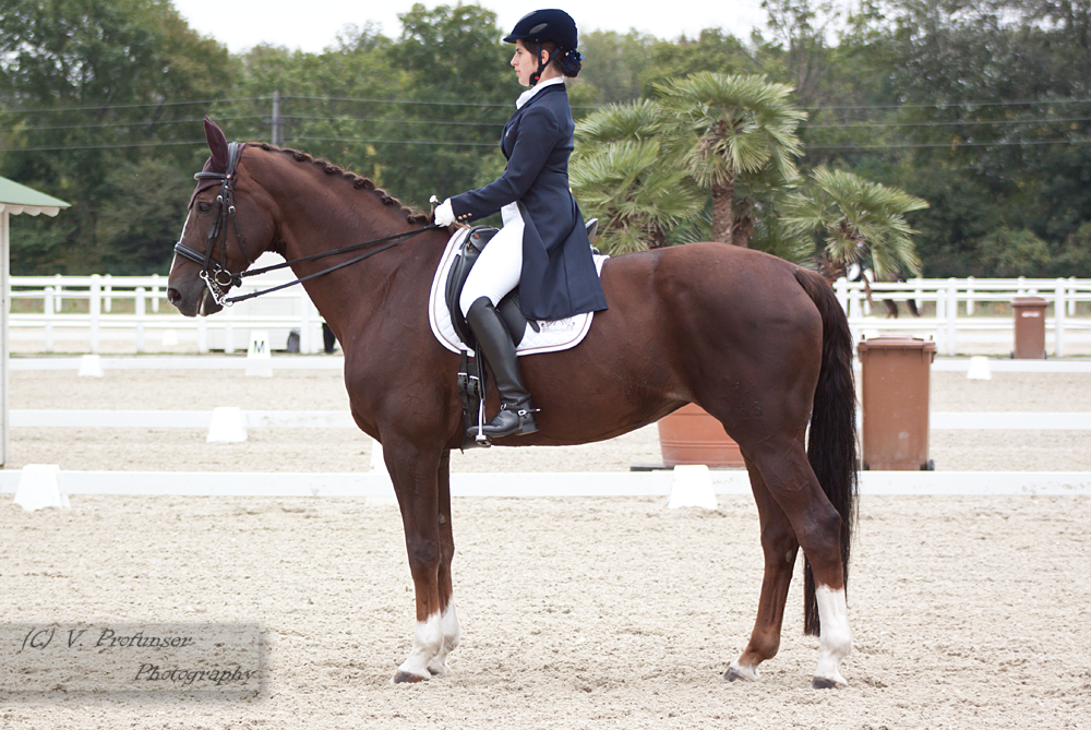 Dressage Cup_7