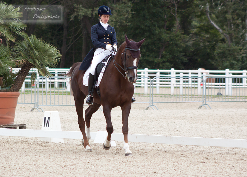 Dressage Cup_8