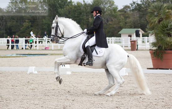 Dressage Cup_167