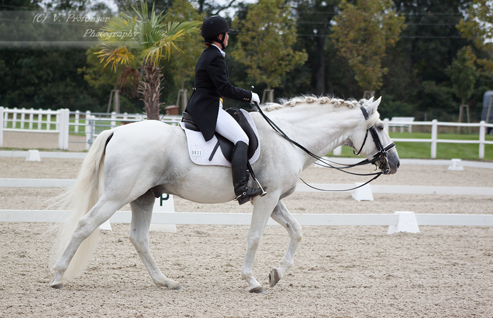 Dressage Cup_175