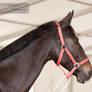 Warmblood_Headshot_2