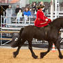 Sidesaddle Friesian_9