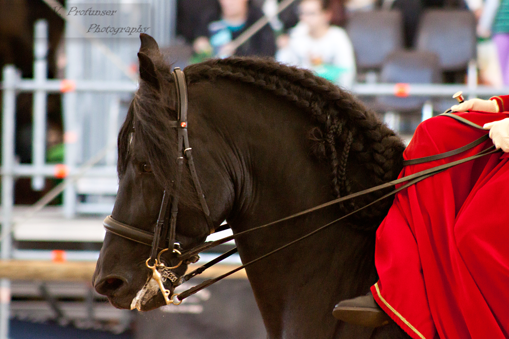 Sidesaddle Friesian_17