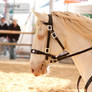 Cremello Lusitano_2