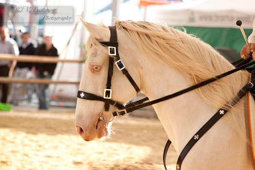 Cremello Lusitano_2