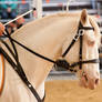 Cremello Lusitano_4