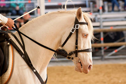 Cremello Lusitano_4