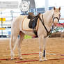 Cremello Lusitano_14