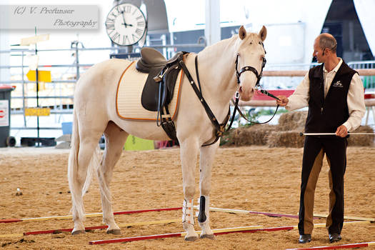 Cremello Lusitano_14