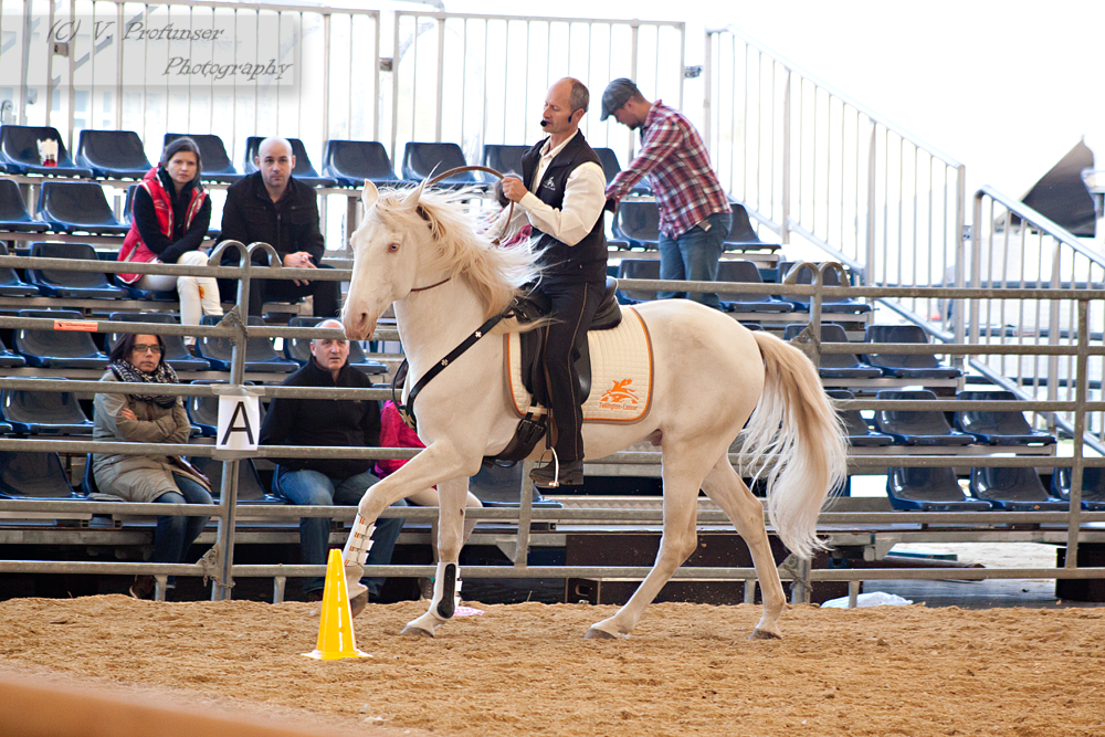 Cremello Lusitano_17