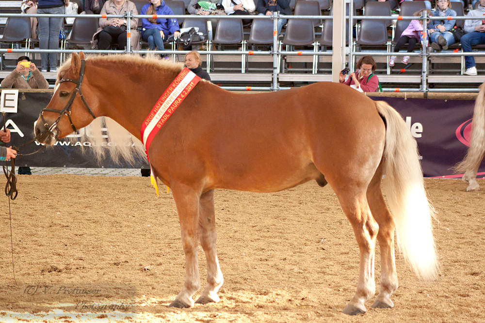 Haflinger Stallion_8