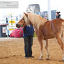 Haflinger Stallion_14