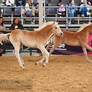 Haflinger Foal_5