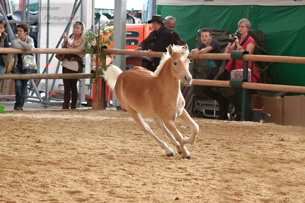 Haflinger Foal_7