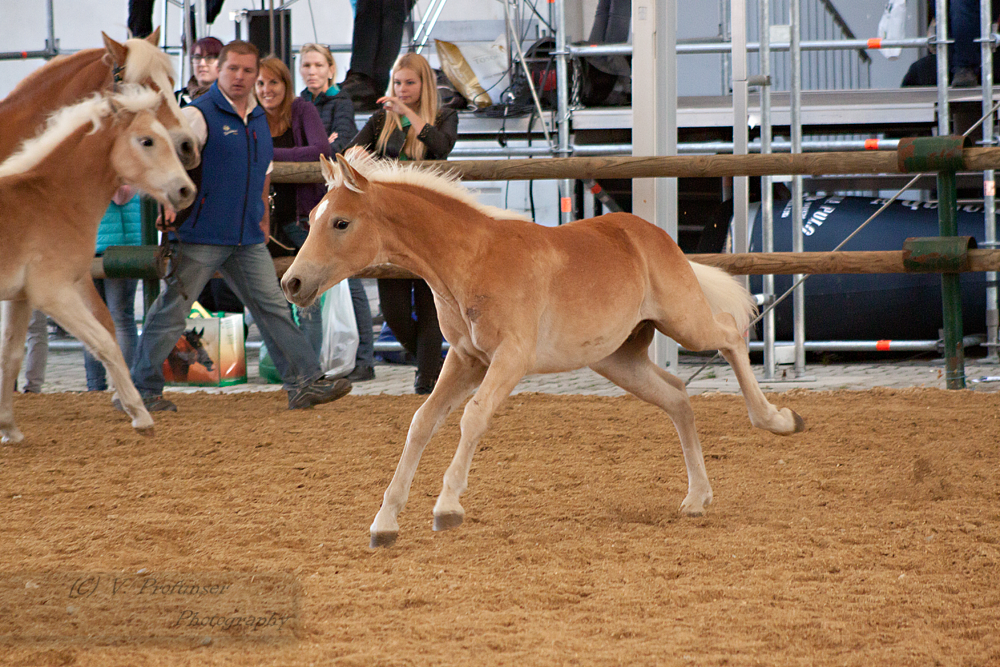 Haflinger Foal_10