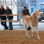 Haflinger Foal_18