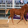 Austrian Warmblood Foal_2