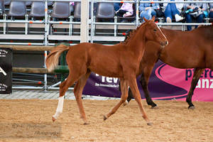 Austrian Warmblood Foal_2