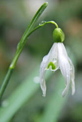 Snowdrop II