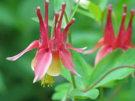 Columbine