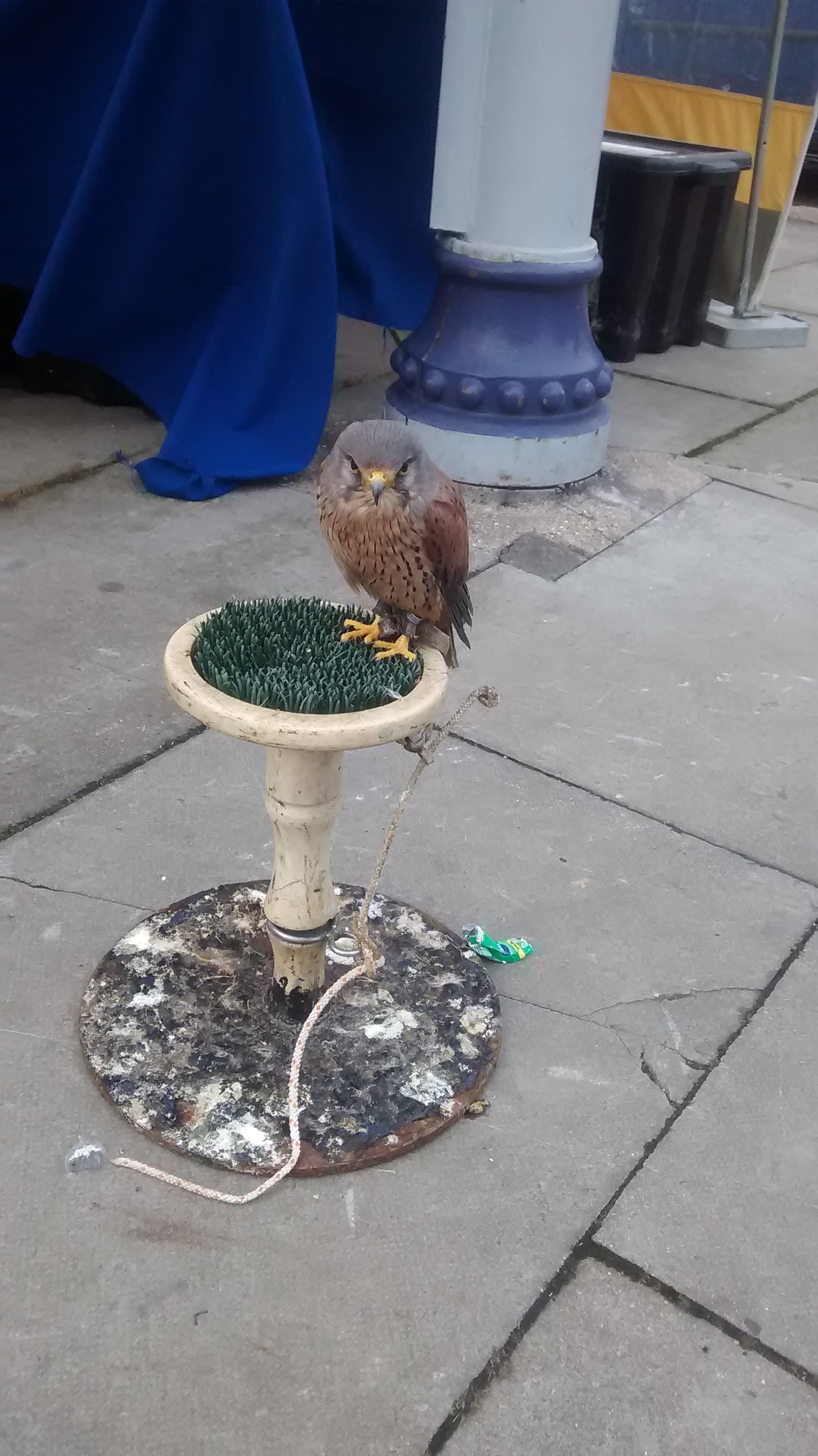 English Kestrel