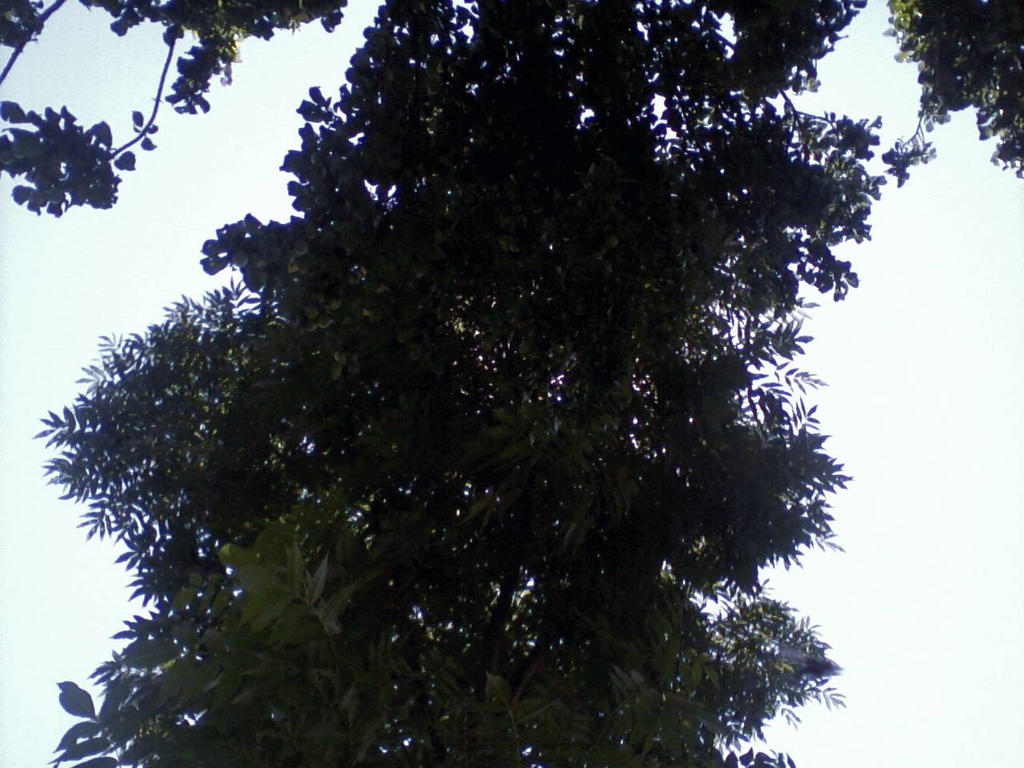 Machis Tree Macic tree by Nosmaeth on DeviantArt