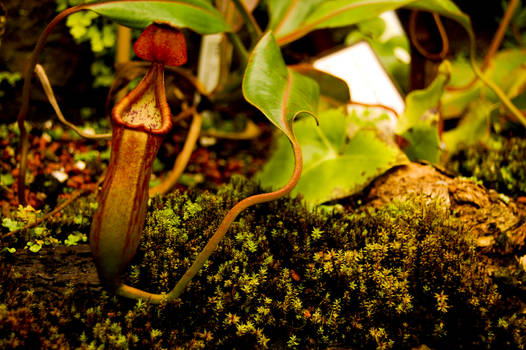 Nepenthes