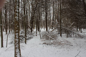 Winter Forest