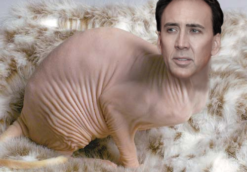 Cage-Cat