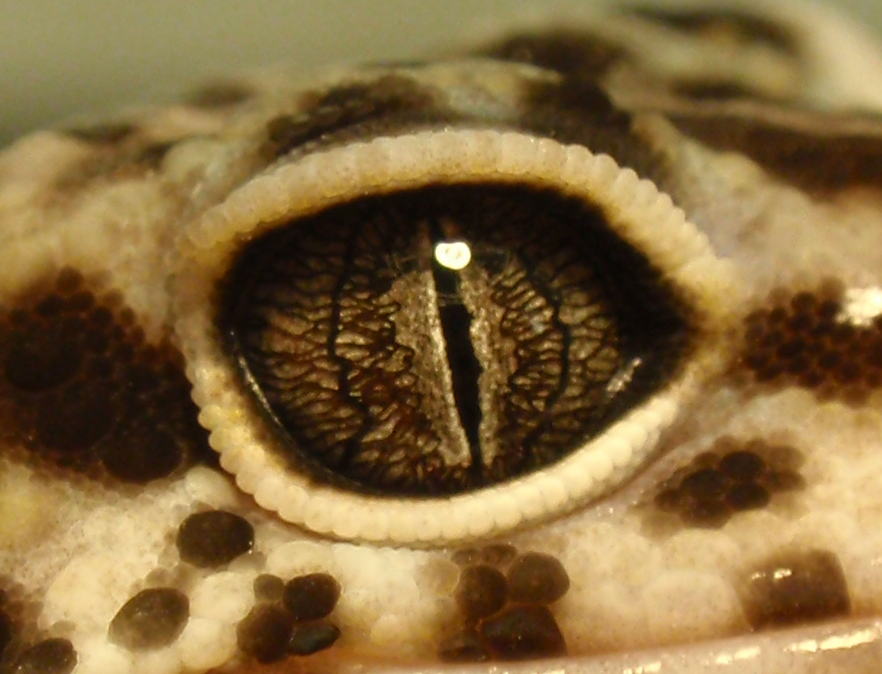 Leopard Gecko Eye