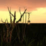 Premade 3d Sunset