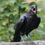 Crow 3
