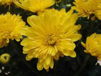 Yellow Mums