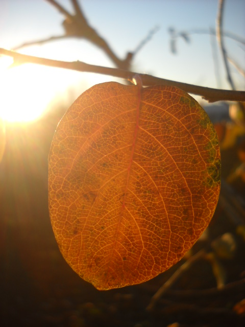 Quisque Leaf