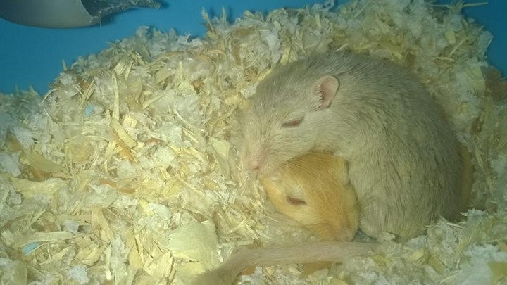 Cute Gerbils Sleeping By SunnyFireCrystal On DeviantArt cute-gerbils-sleeping-by-sunnyfirecrystal-on-deviantart