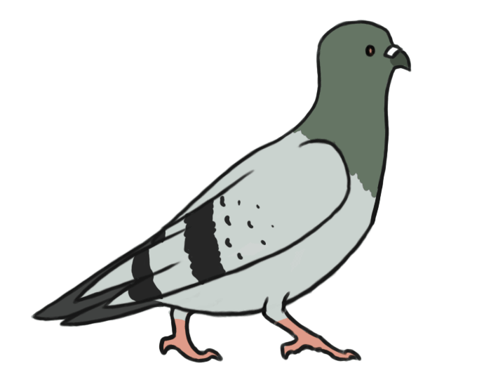 Animasi Pilon Pigeon Walk Animation by Clojo-733 on DeviantArt