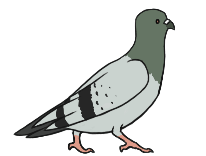 Pigeon Walk Animation by Clojo-733 on DeviantArt