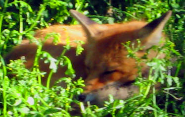 Sleeping Fox