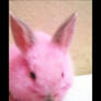 Pink Bunny