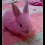 Pink Bunny II