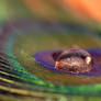Colours